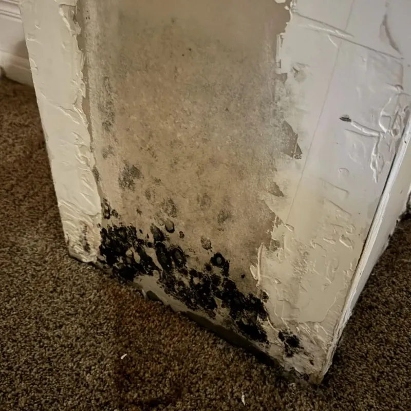 Professional Mold Removal in Barberton, OH